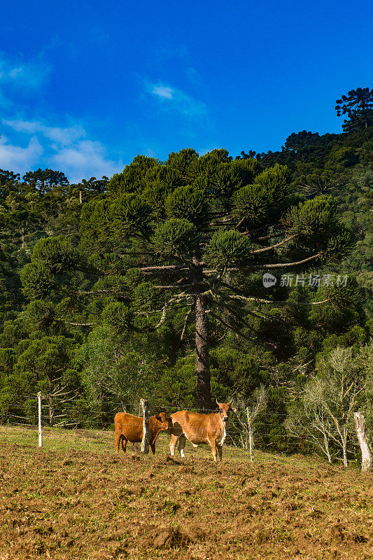 Urubici, Santa Catarina，巴西- araucarias，田野和山脉